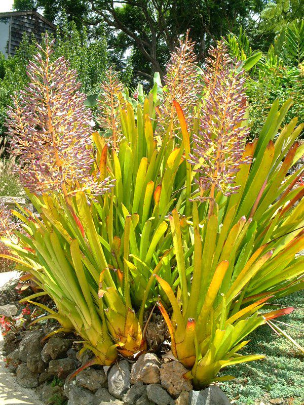 �G�N���A�E�u�������A�iAechmea bromeliad�j